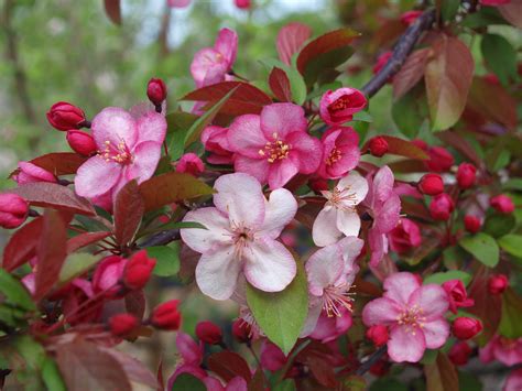 Flowering Crabapple Trees Archives Knechts Nurseries And Landscaping