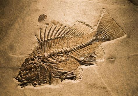 What Is The Fossil Record With Pictures