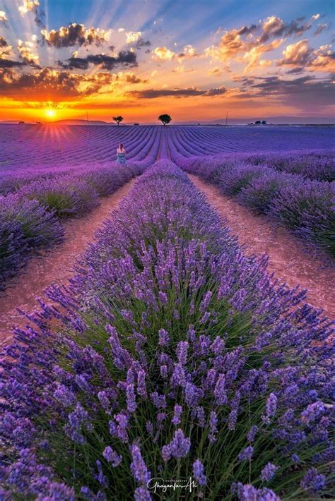 Lavender Fields In Bloom By Ghazanfar Ali Shah Beautiful Nature