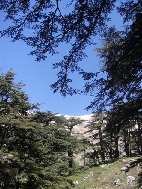 The Cedar Forests Of Lebanon The Velvet Rocket