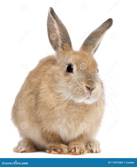 Bunny Rabbit Stock Photo Image Of Looking Themes Fluffy 17597284