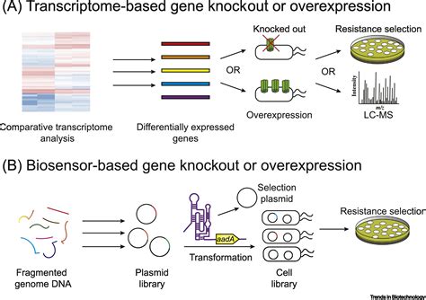 Microbial Chassis Development For Natural Product Biosynthesis Trends