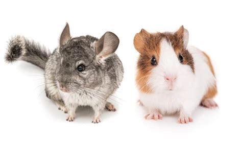 Can Chinchillas And Guinea Pigs Live Together Must Read Pocket Pets