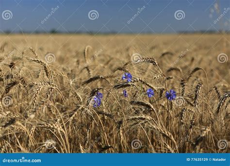 Field Of Golden Wheat With Cornflowers Stock Image Image Of Blue