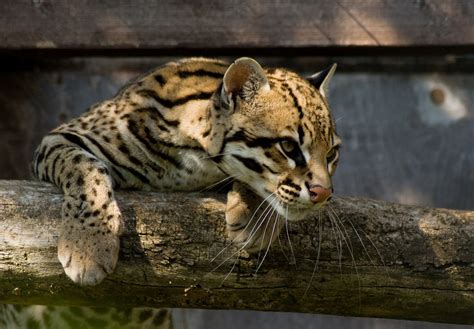 10 Facts About Ocelots Some Interesting Facts