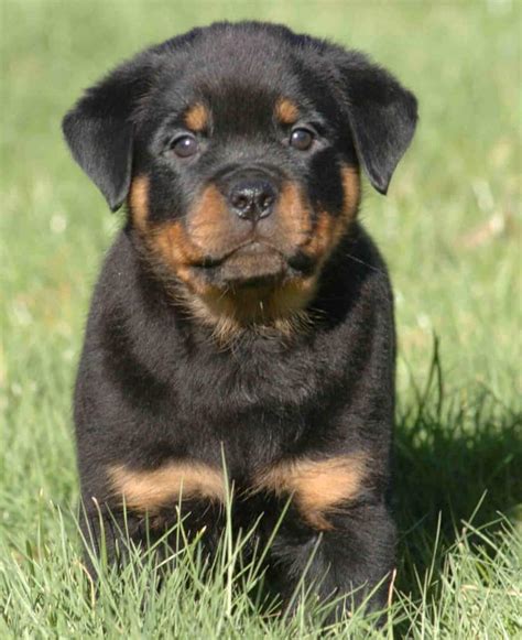 Rottweilers sometimes get an unfair rap as aggressive, but they're really just a loyal breed with protective instincts. Allevatore Rottweiler Cuccioli Rottweiler | Veterinario Roma