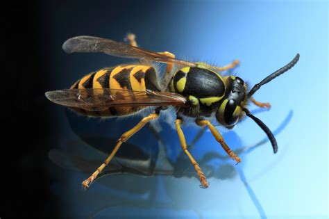 Crazily Interesting Facts About Yellow Jackets