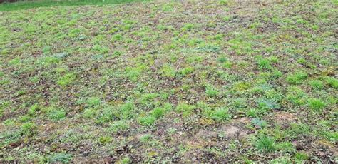 Nous voudrions préparer le sol sans retourner la terre. Demande d'aide pour retourner la terre et semer la pelouse ...