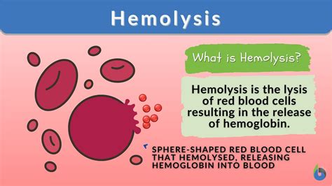 Hemolysis Definition And Examples Biology Online Dictionary