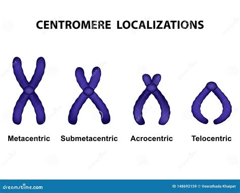 Type Of Chromosome According Position Of Centromere Stock Vector