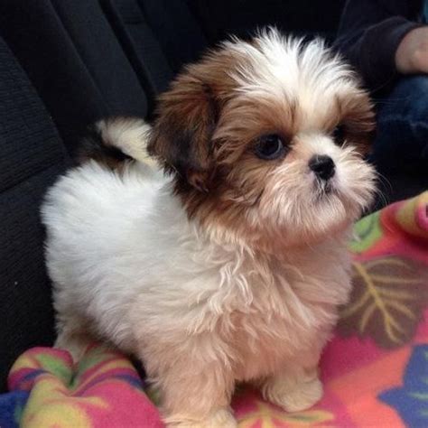 Pics of parents in photos too. Shih Tzu Puppies For Sale | Chesapeake, VA #143668