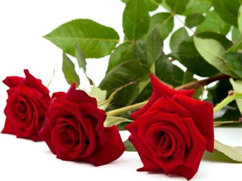 Love flower flower love rose love rose rose flower flowers roses high definition picture practical picture exquisite pictures picture quality printing application bouquets petals high definition pictures creative picture red delicious romance bright beautiful roses hd picture red roses background. Love rose flower free stock photos download (12,946 Free ...