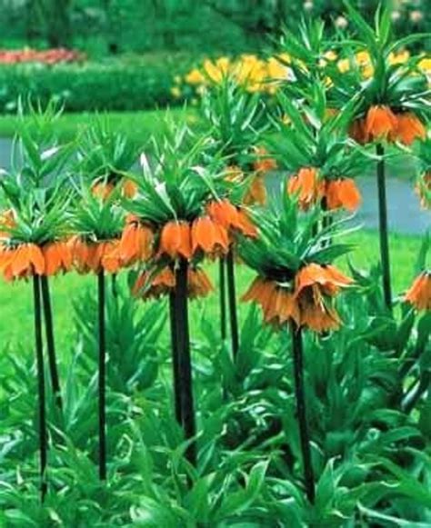 How To Grow Crown Imperials Fritillaria Imperialis Dengarden