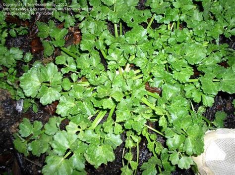 Plant Identification Closed Parsley Like Garden Weed