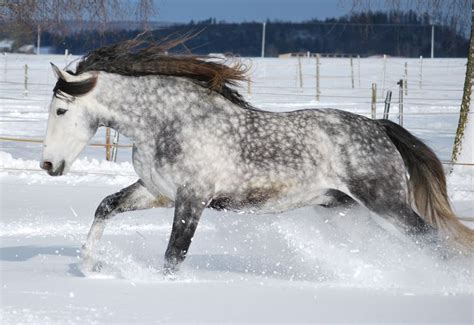 Dapple Grey Horse Galloping Snow Stallion Gelding Mare Dapple Grey