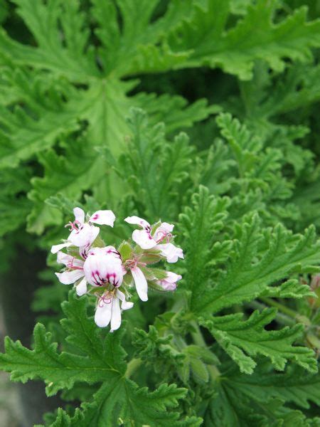 Mosquito Plant Pink Bloom This Plant Is A Rose Geranium Pretty And