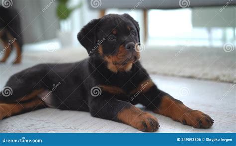 Rottweiler Puppy Lying On Floor At Home Stock Footage Video Of