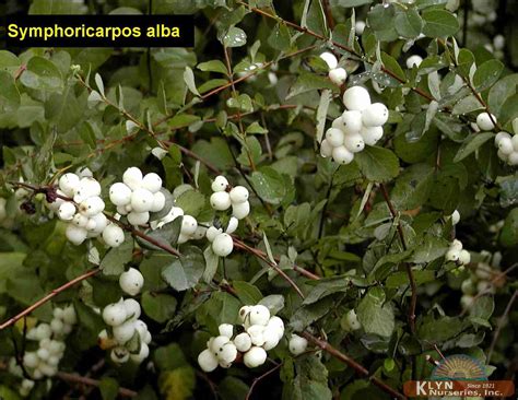 Symphoricarpos Alba Common Snowberry