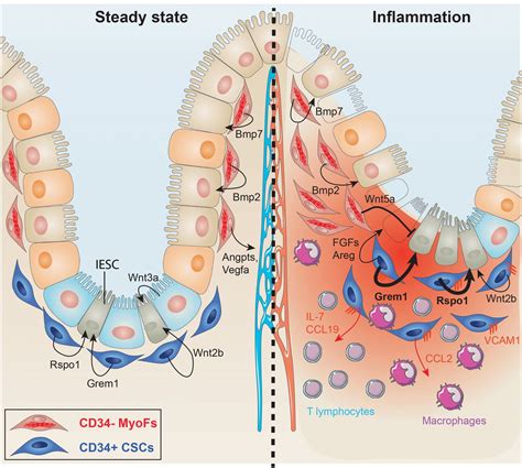 Cd34 Mesenchymal Cells Are A Major Component Of The Intestinal Stem