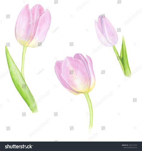 Set Three Pink Watercolor Tulips Card Stock Illustration 1304119315