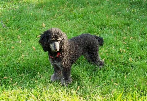 Poodles are very smart and take well to training, but it can be hard to hold their interest. Poodle Dog Characteristics, Temperament, Grooming and Pictures - InspirationSeek.com