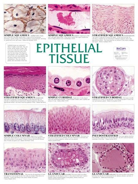 Microscope Types Of Epithelial Tissue Micropedia