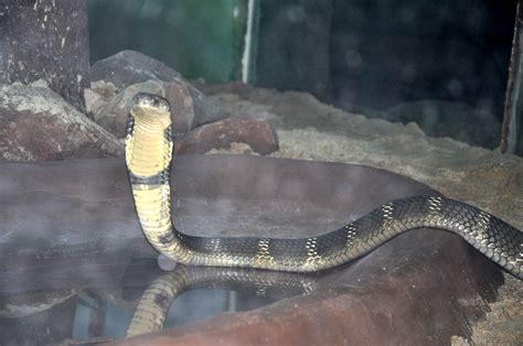 A Big King Cobra Snake Added To The Species Of Poisonous Snakes In