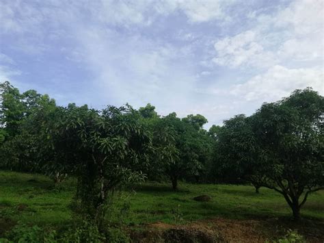 An orchard in Western Mindanao grows figs and other exotic fruit
