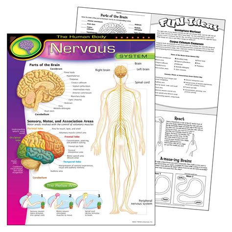 Chart Nervous System By Trend Enterprises Human Body