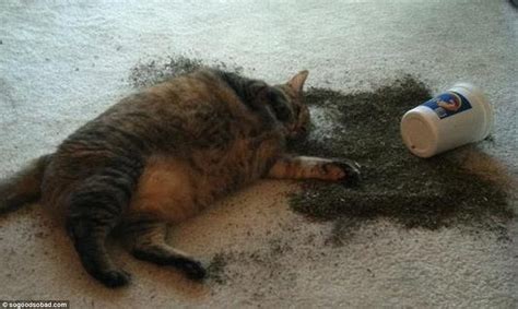 Photos Of Felines High On Catnip Sweeping Social Media Daily Mail Online