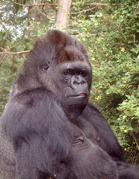 Koko The Gorilla That Could Communicate With Humans Periérgeia