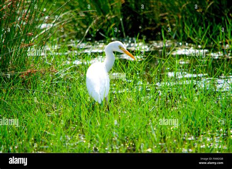 Bird Small White Heronbirdsfaunafeatheryhuntingin A Bogin A Grass