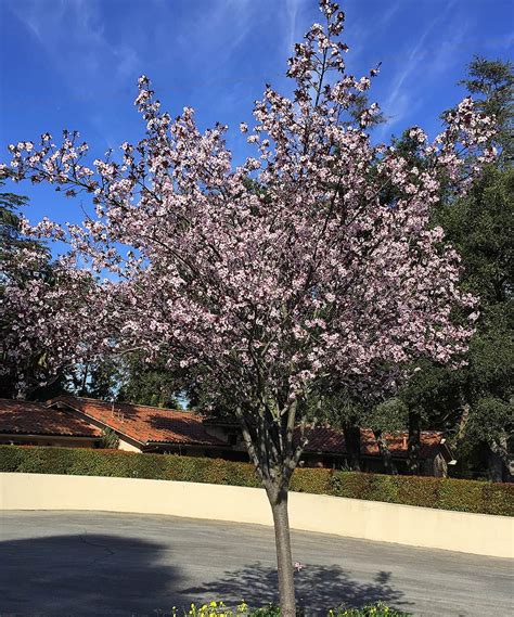 Your plum purple tree stock images are ready. Purple-Leaf Flowering Plum - Santa Barbara Beautiful ...