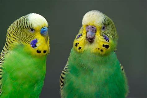 English Parakeet Female