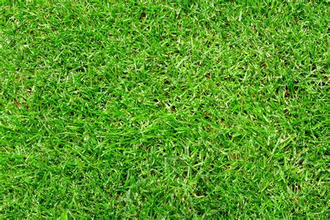 Green Grass Background Texture High Quality Nature Stock Photos