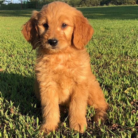Superdealsearch.com has been visited by 100k+ users in the past month STANDARD GOLDENDOODLE F1 | FEMALE | ID:5504-CCS - Central Park Puppies