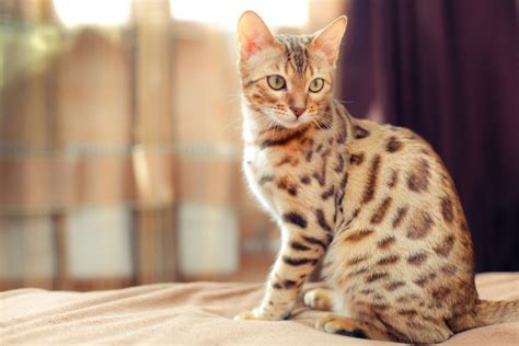 Top Hypoallergenic Cats For Allergy Sufferers