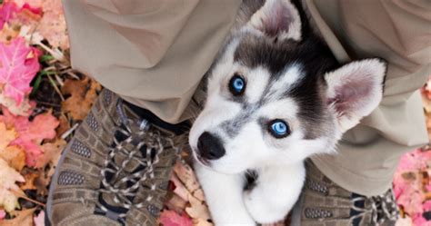 How Much Do Husky Puppies Cost Tips For Buying What To Expect