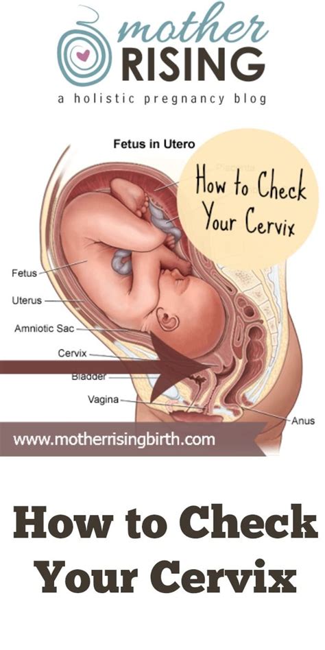 Cervical Dilation And How To Check Your Cervix Pregnancy
