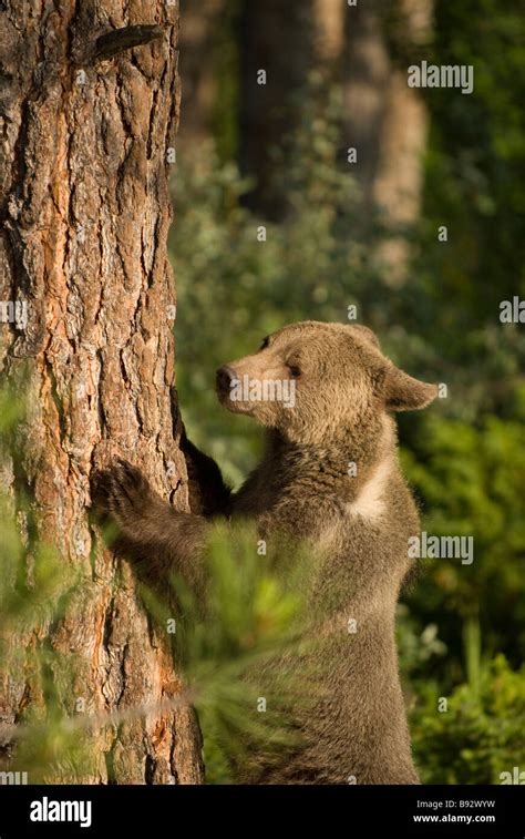 Grizzly Bear Standing Upright On Its Hind Legs And Leaning Against A
