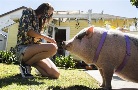 A Woman S Fight To Save Her Homeand Her Pig Long Beach Post News