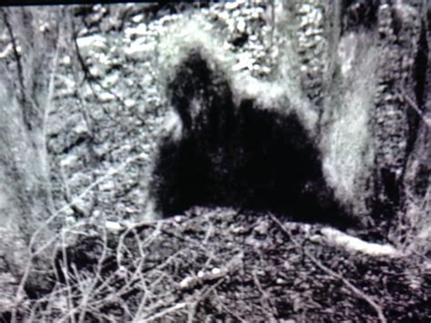 17 Best Images About Gone Squatchin On Pinterest Minnesota Videos