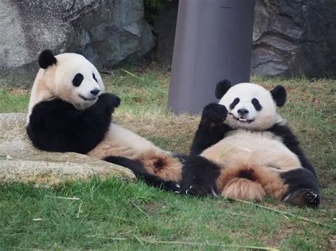 Everything About Pandas In Japan Japan Yugen