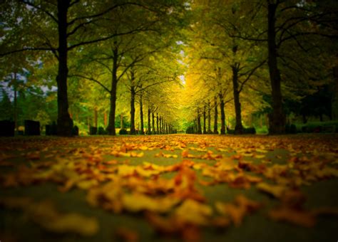 Walk Fall Trees Forest Nature Leaves Autumn Splendor Path