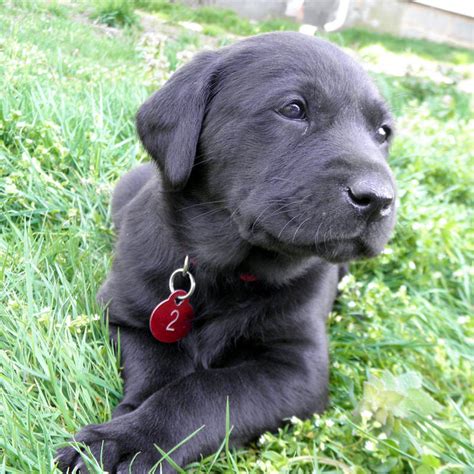 He is a real cutie pie with a great personality! Black & Yellow Lab Puppies For Sale!