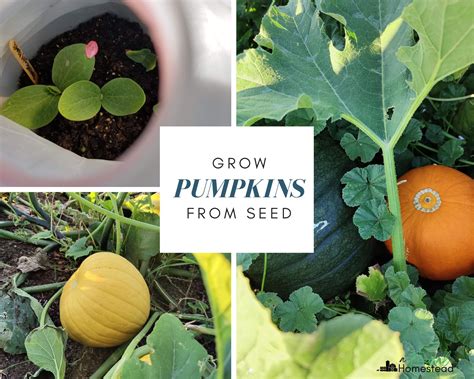 Grow A Pumpkin From Seed A Step By Step Guide