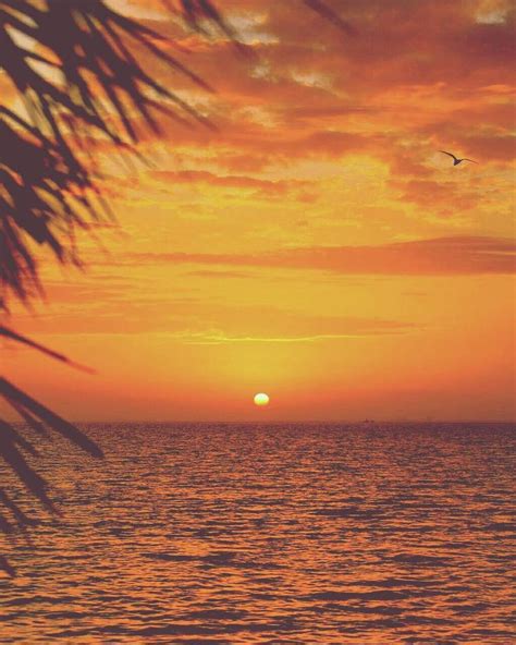 A Wonderful Sunset 🌇 On The Beach 🌊 With Flying Bird 🐦 👌 ☺ 💖 Sunrise Sunset Sunset Sunset Love