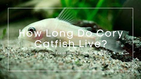 How Long Do Cory Catfish Live 5 Things You Can Do To Help Them Live