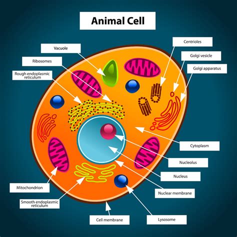 Cell membrane, nucleus, nucleolus, nuclear membrane, cytoplasm, endoplasmic reticulum, golgi apparatus, ribosomes, mitochondria, centrioles organs are therefore arrays of cells all working together to perform a bigger picture function. Animal Cell - Free printable to label + ColorkidCourses.com