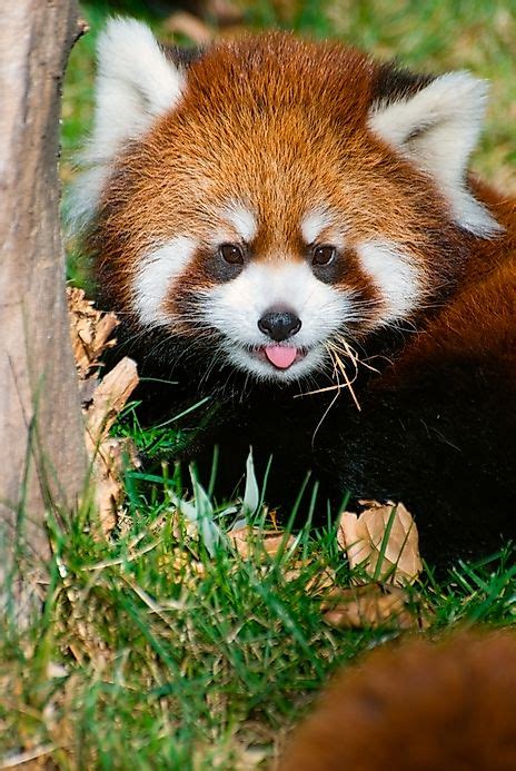 Red Panda Facts Animals Of Asia